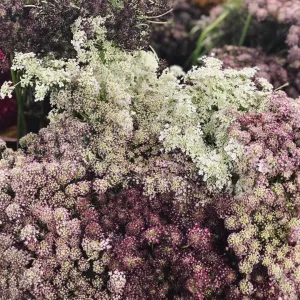 Chocolate Queen Anne's Lace Flower