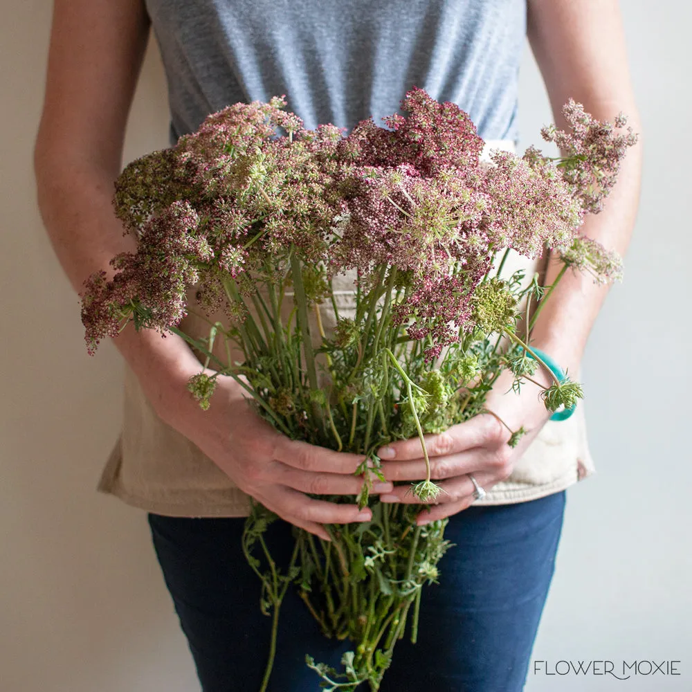 Chocolate Queen Anne's Lace Flower