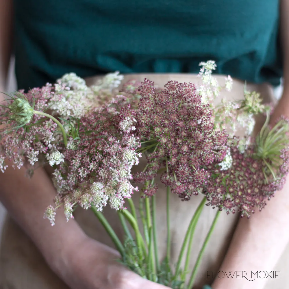 Chocolate Queen Anne's Lace Flower