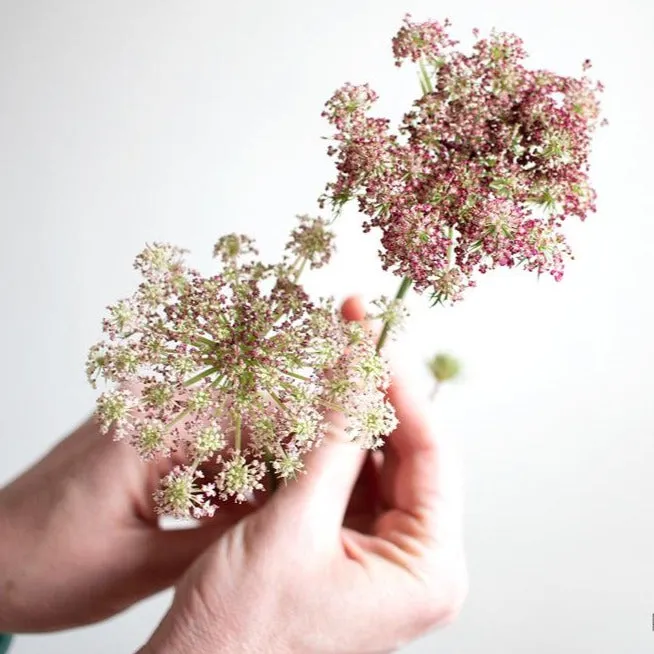 Chocolate Queen Anne's Lace Flower