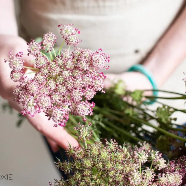 Chocolate Queen Anne's Lace Flower